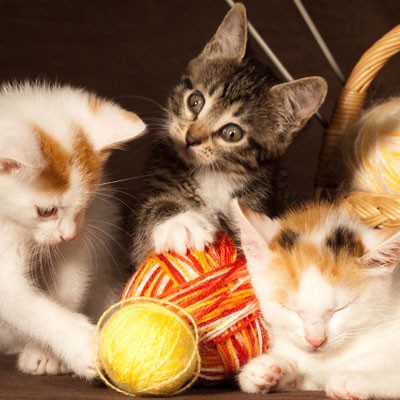 Kittens playing with yarn