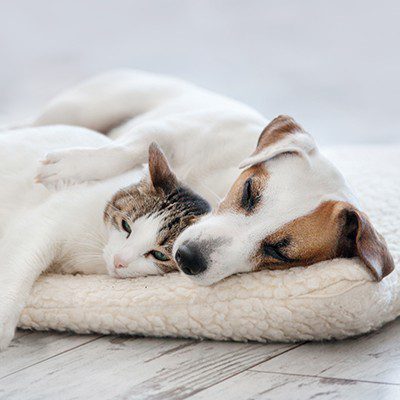 Cat and dog lying down