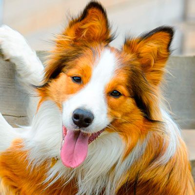 Collie leaning on wall