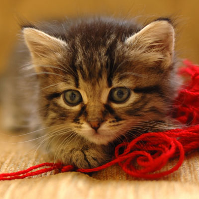 Kitten lying on yarn