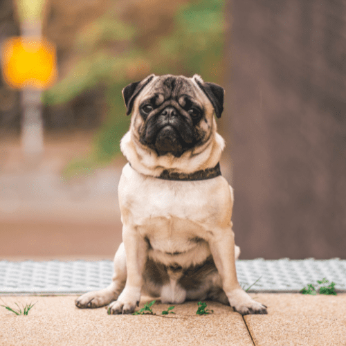 Pug dog sitting down