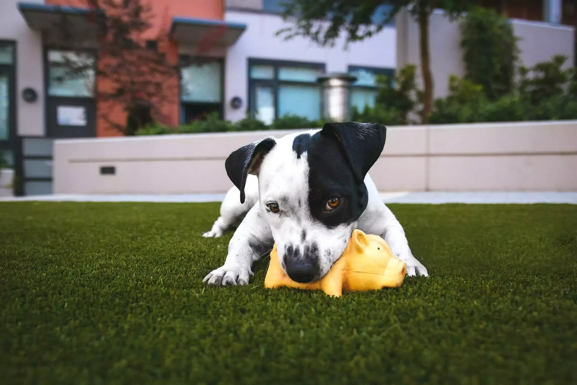 dog with black and white fur chewing on a yellow toy and lying on the grass